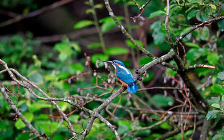 Juvenile kingfisher perched in a tree on the riverbankの写真素材