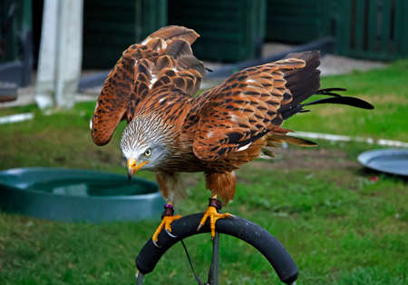 Red kite at a bird of prey centreの写真素材