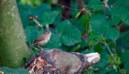 Wren foraging for foods in the woodsの写真素材
