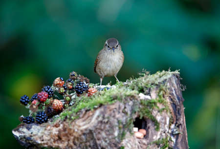 Wren foraging for foods in the woodsの写真素材