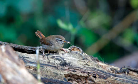 Wren foraging for foods in the woodsの写真素材