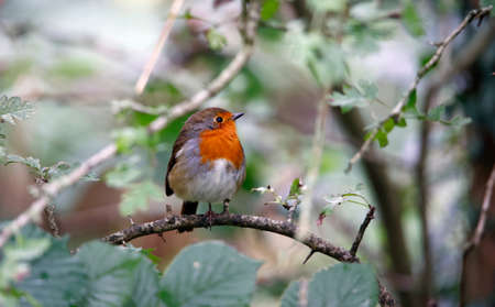 Eurasian robin in a woodland clearingの写真素材