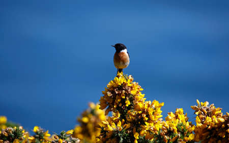 Stonechats perched on a flowering gorse bushの写真素材