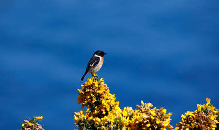 Stonechats perched on a flowering gorse bushの写真素材