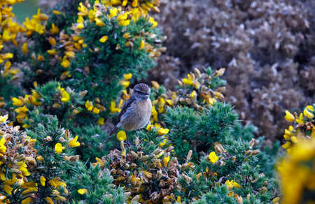 Stonechats perched on a flowering gorse bushの写真素材