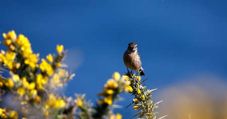 Stonechats perched on a flowering gorse bushの写真素材