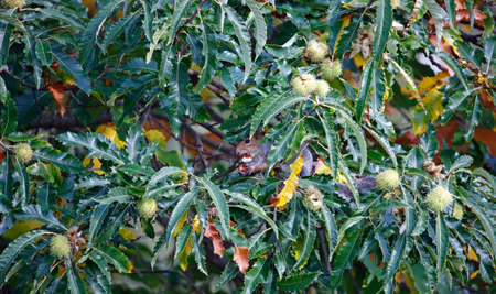 Grey squirrel collecting and storing sweet chestnuts