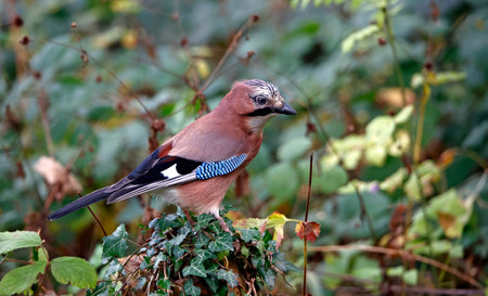 Eurasian jay hunting for food in the woodsの写真素材