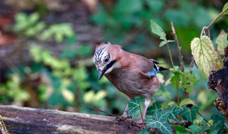 Eurasian jay hunting for food in the woods