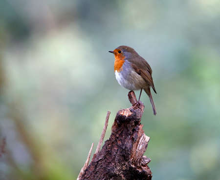 Eurasian robin perched on logs in the woodsの写真素材