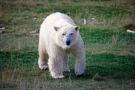 Polar bear at a wildlife parkの写真素材