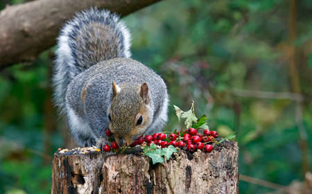 Grey squirrels feeding in the woods
