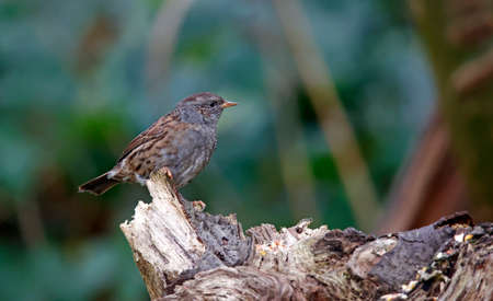 Dunnock perching on a log in the woodsの写真素材