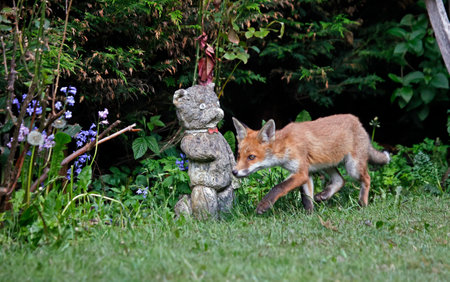 Urban fox cubs exploring the gardenの写真素材