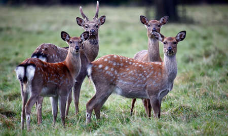 Sika deer family grazing in the meadows