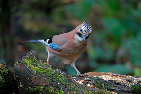 Jay perched on a log in the woods