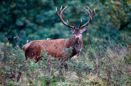 Red deer at the annual autumn rut