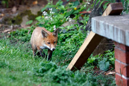 Urban fox cubs exploring the garden