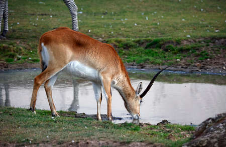Kafue Lechwe grazing near a watering holeの写真素材