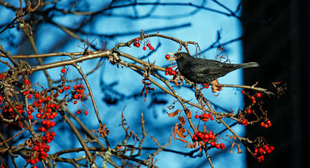 Blackbirds feasting on rowan berriesの写真素材