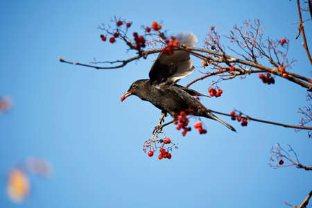 Blackbirds feasting on rowan berriesの写真素材