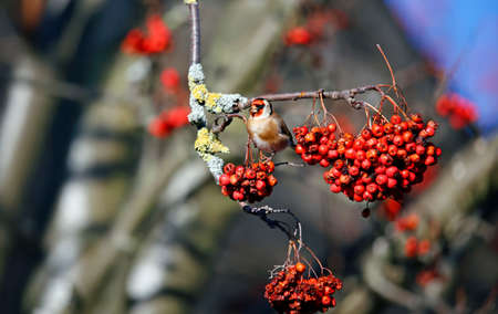 Goldfinches feasting on the rowan berriesの写真素材