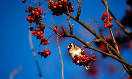 Goldfinches feasting on the rowan berriesの写真素材