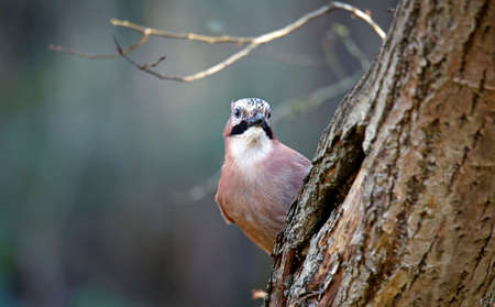 Jay collecting nuts to cache in the woodsの写真素材