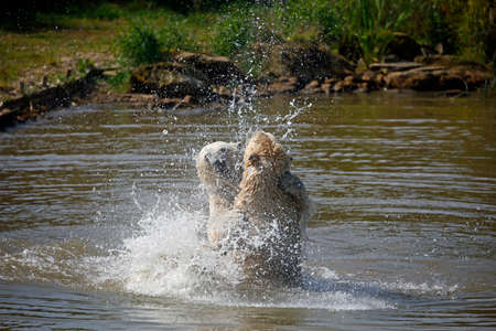 Polar bears play fighting at a wildlife parkの写真素材