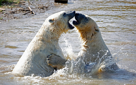 Polar bears play fighting at a wildlife parkの写真素材