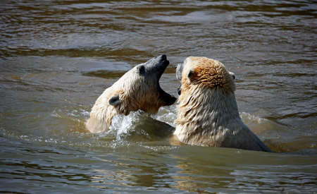 Polar bears play fighting at a wildlife parkの写真素材