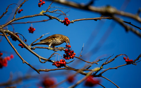 Mistle thrush feeding on rowan berriesの写真素材