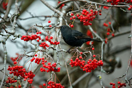 Blackbirds feeding on the rowan berry cropの写真素材