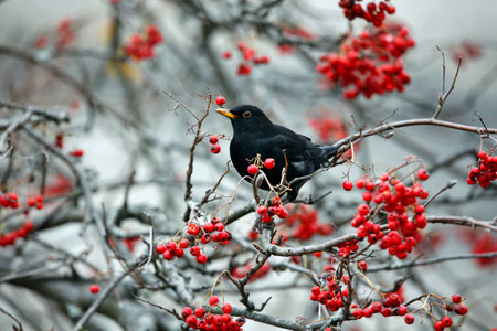 Blackbirds feeding on the rowan berry cropの写真素材