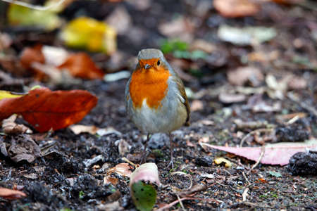 Eurasian robin perched on the fence and pathの写真素材