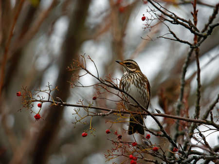 Redwings feeding on the winter berry cropの写真素材