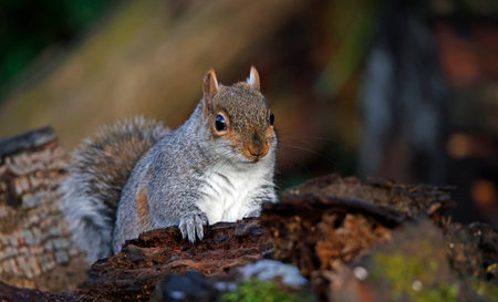 Grey squirrel foraging in the woodsの写真素材