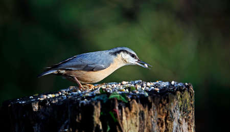 Eurasian nuthatch searching for food in the woodsの写真素材