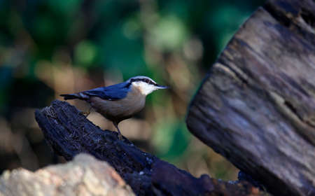 Nuthatch collecting food to cache at a woodland feeding siteの写真素材