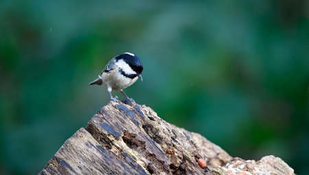 Coal tit foraging in the woodsの写真素材