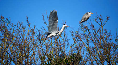 Grey herons building and repairing their nestsの写真素材