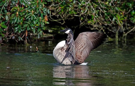 Canada goose bathing and preening on the lakeの写真素材