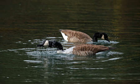 Canada goose bathing and preening on the lakeの写真素材