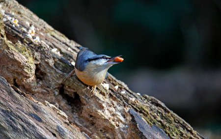 Nuthatch collecting nuts at a woodland feeding siteの写真素材