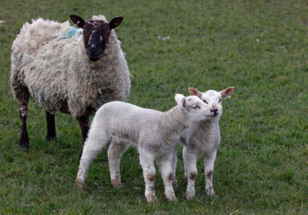 New born lambs in the meadowの写真素材