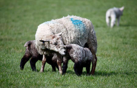 New born lambs in the meadowの写真素材