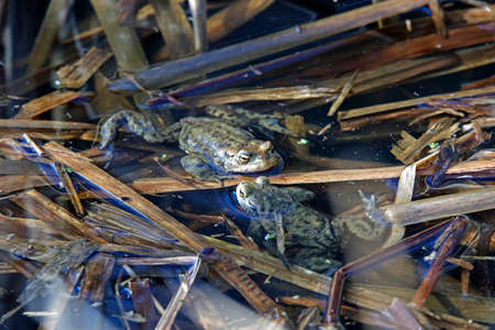 Common toad in a pond during the breeding season.の写真素材