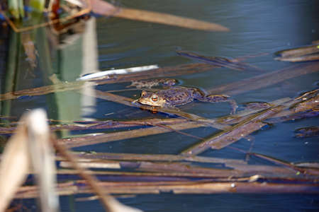 Common toad in a pond during the breeding season.