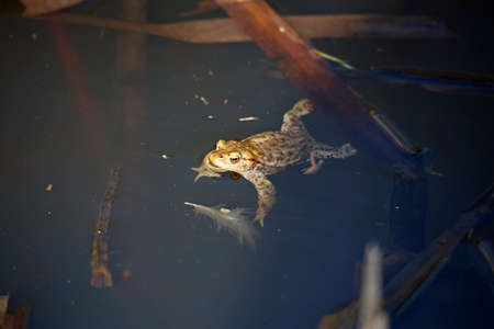Common toad in a pond during the breeding season.の写真素材