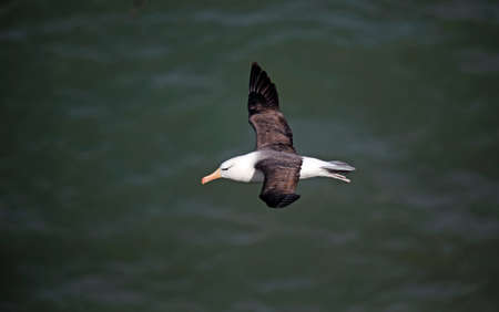 Black browed albatross gliding over the cliffs